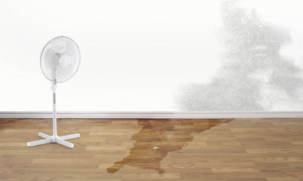 Best Water damage restoration near me  in Robie Creek, ID