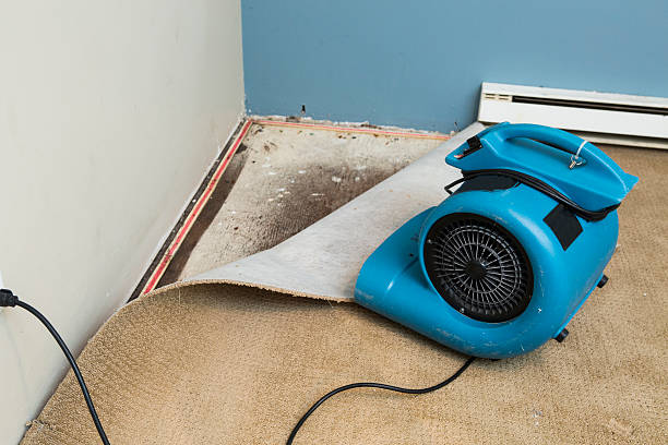 Best Mold removal after water damage  in Robie Creek, ID